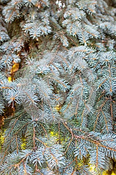 evergreen blue spruce tree background backdrop. close up