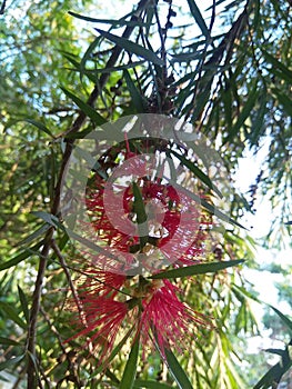 The evergreen Bottlebrush Callistemon viminalis photo