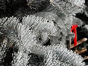 Evergreen boughs photo