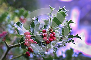 Evergreen boughs green leaves and red berries with raindrops. Ilex aquifolium Christmas holly decor