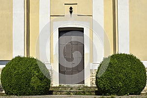 Evergreen boxwood bushes (Buxus) in the shape of a ball near the metal door, the entrance to the old building