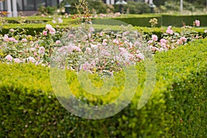 Evergreen boxwood hedge adorn a rose garden