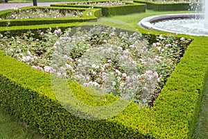 Evergreen boxwood hedge adorn a rose garden photo