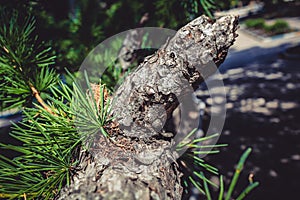 Evergreen Branch with Cone