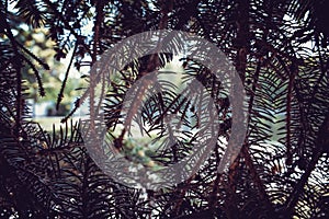 Evergreen Branch with Cone