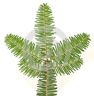 Evergreen Branch isolated