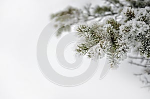 Evergreen branch with snow