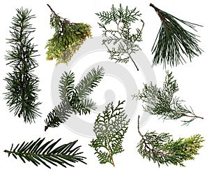 Evergreen branches collection photo