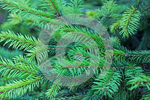 Evergreen branches of fir with new grown ramification background