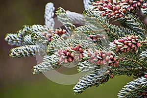 Evergreen Branches with Pine Cones
