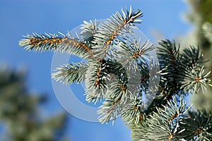 Evergreen branches and pins