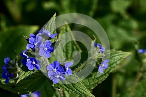 An evergreen bugloss purple flowers plant