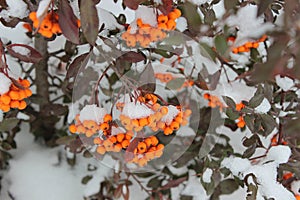 Evergreen bush with orange berries under the snow.