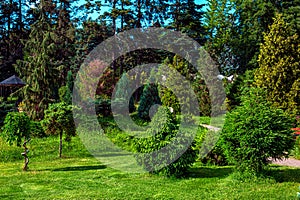 Evergreen bushes in a parkland with a green lawn cut grass.