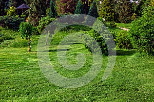 Evergreen bushes and trees in a parkland with a green lawn on meadow with cutting grass.