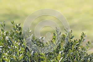 Evergreen buxus bush background Buxus sempervirens. Selective focus on fresh green boxwood bush leaves in the nature. Copy space