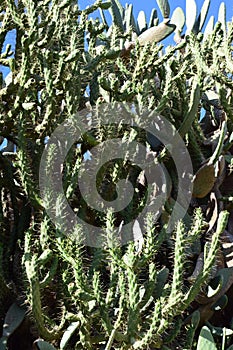 Evergreen cacti are growing at every step in Israel.