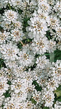 evergreen candytuft flowers blossom, closeup background, vertical