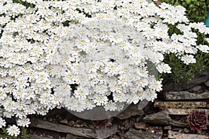 Evergreen Candytuft Iberis sempervirens, flowering