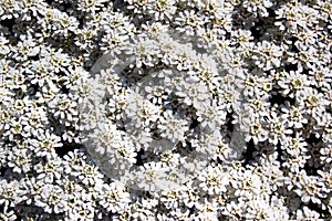 Evergreen candytufu, or Iberis sempervirens flowers in a garden