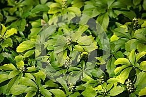 Evergreen carpet box plant with tiny flowers in spring, pachysandra terminalis or japanese spurge plant in bloom