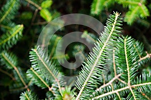 Evergreen cedar branch in forest