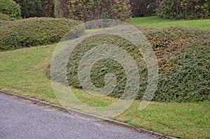 An evergreen, classically cushion-growing rock garden must not be missing in any garden. It is an ideal variant of greening steep