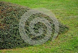 An evergreen, classically cushion-growing rock garden must not be missing in any garden. It is an ideal variant of greening steep