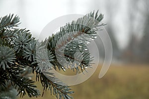 Evergreen close up with water droplets