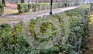 Evergreen conifer suitable for low and high hedges. It also tolerates shade, regenerates well from old wood, requires good moist s