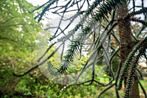 Evergreen coniferous `Araucaria Araucana` monkey puzzle tree with narrow scale-like leaves