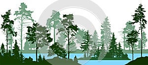 Evergreen coniferous forest with pines, fir trees, christmas tree, cedar, Scotch fir. Forest silhouette trees. Lake river vector