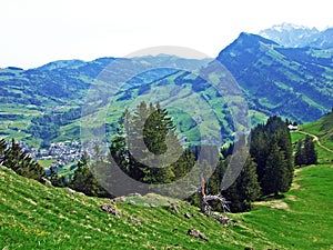 Evergreen or coniferous forests on the slopes of the Churfirsten mountain range and in the Obertoggenburg region, Nesslau