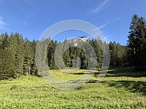 Evergreen or coniferous forests on the slopes of the Oberseetal alpine valley and in the Glarnerland tourist region, Nafels