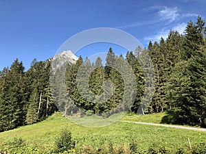 Evergreen or coniferous forests on the slopes of the Oberseetal alpine valley and in the Glarnerland tourist region, Nafels