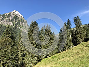 Evergreen or coniferous forests on the slopes of the Oberseetal alpine valley and in the Glarnerland tourist region, Nafels