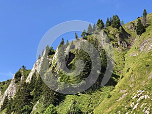 Evergreen or coniferous forests on the slopes of the Oberseetal alpine valley and in the Glarnerland tourist region, Nafels