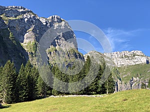 Evergreen or coniferous forests on the slopes of the Oberseetal alpine valley and in the Glarnerland tourist region, Nafels