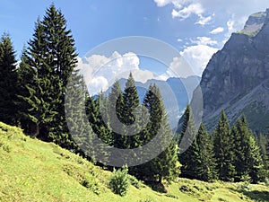 Evergreen or coniferous forests on the slopes of the Oberseetal alpine valley and in the Glarnerland tourist region, Nafels