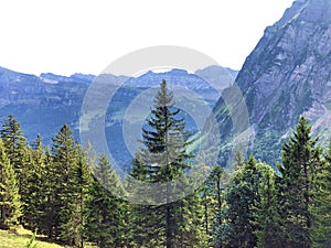 Evergreen or coniferous forests on the slopes of the Oberseetal alpine valley and in the Glarnerland tourist region, Nafels