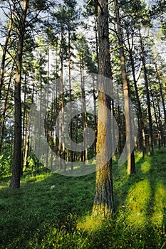 Evergreen coniferous pine forest. Pinewood with Scots or Scotch pine Pinus sylvestris trees.