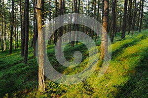 Evergreen coniferous pine forest. Pinewood with Scots or Scotch pine Pinus sylvestris trees.