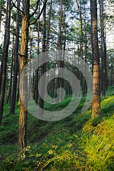 Evergreen coniferous pine forest. Pinewood with Scots or Scotch pine Pinus sylvestris trees.