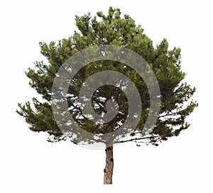 Evergreen coniferous tree