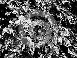 Evergreen coniferous tree or shrub. cypress, with small scaly leaves. Black and white monochrome photography. Natural background