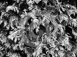 Evergreen coniferous tree or shrub. cypress, with small scaly leaves. Black and white monochrome photography. Natural background