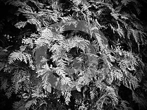 Evergreen coniferous tree or shrub. cypress, with small scaly leaves. Black and white monochrome photography. Natural background,