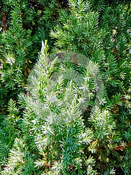 Evergreen coniferous tree tecture close up view