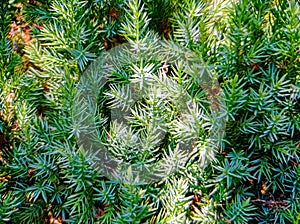 Evergreen coniferous tree tecture close up view photo