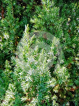Evergreen coniferous tree tecture close up view photo
